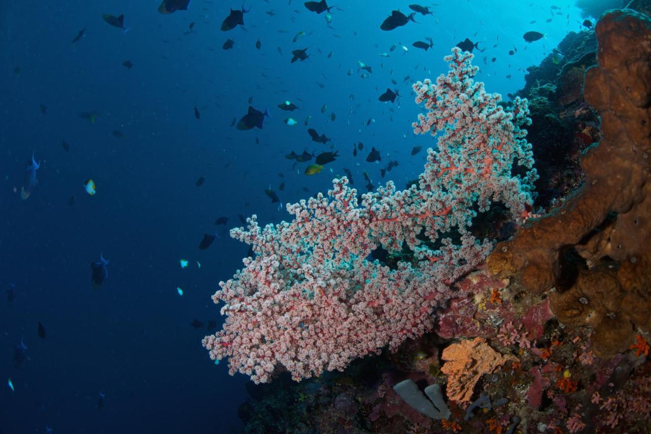 Murex Dive Resort Manado Luaran gambar