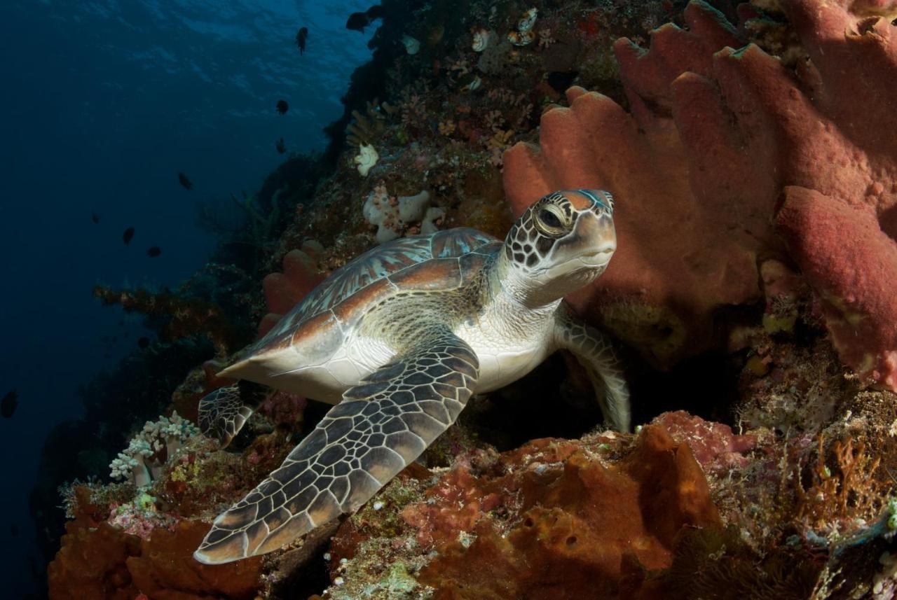 Murex Dive Resort Manado Luaran gambar