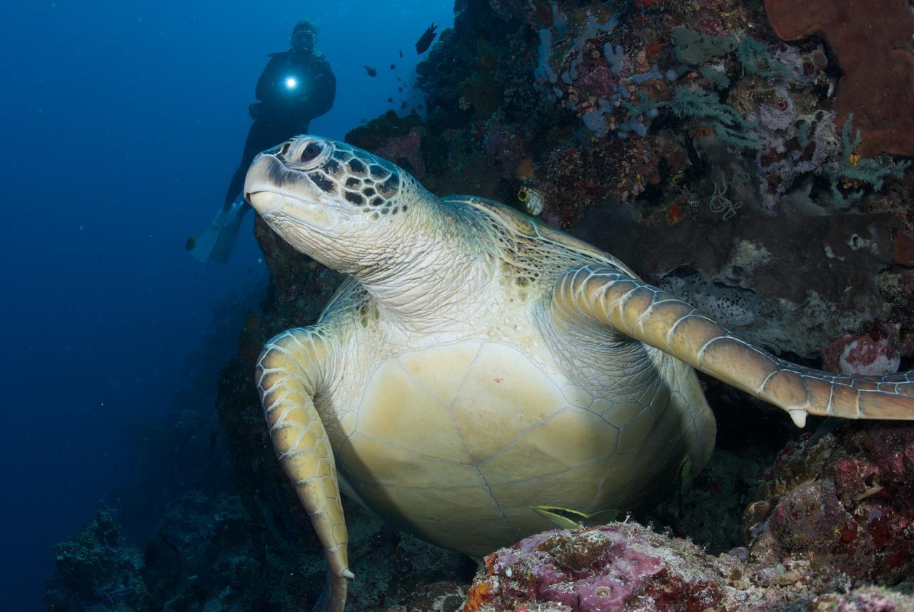 Murex Dive Resort Manado Luaran gambar